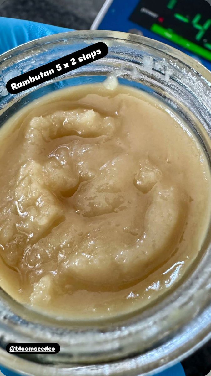 Bloom Seed Company (@bloomseedco) on Twitter photo Rambutan F2
(Papaya x Guava'z)²
We pollinated 14 phenos of Rambutan to cast a wide net. Growers are finding wild results.
Here's the end result of one of the isolated selections. The F2s on our site are a mix of all 14 phenos.
Credit to <a href="/Terp_Alien/">Single_Source</a> Rambutan F2
(Papaya x Guava'z)²
We pollinated 14 phenos of Rambutan to cast a wide net. Growers are finding wild results.
Here's the end result of one of the isolated selections. The F2s on our site are a mix of all 14 phenos.
Credit to <a href="/Terp_Alien/">Single_Source</a>