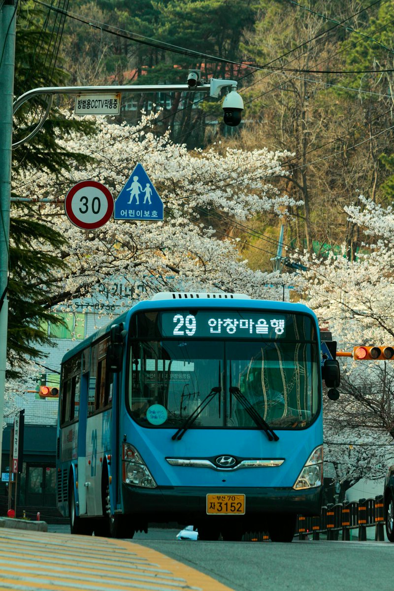 Master3Language's tweet image. Spring in motion—anchoring moments in Busan.

■Get your Korean name here! ow.ly/RAWJ30gTzCF
■Source: pexels.com

#busan #cherryblossoms #springinkorea #SouthKorea #learnKorean #koreanbus