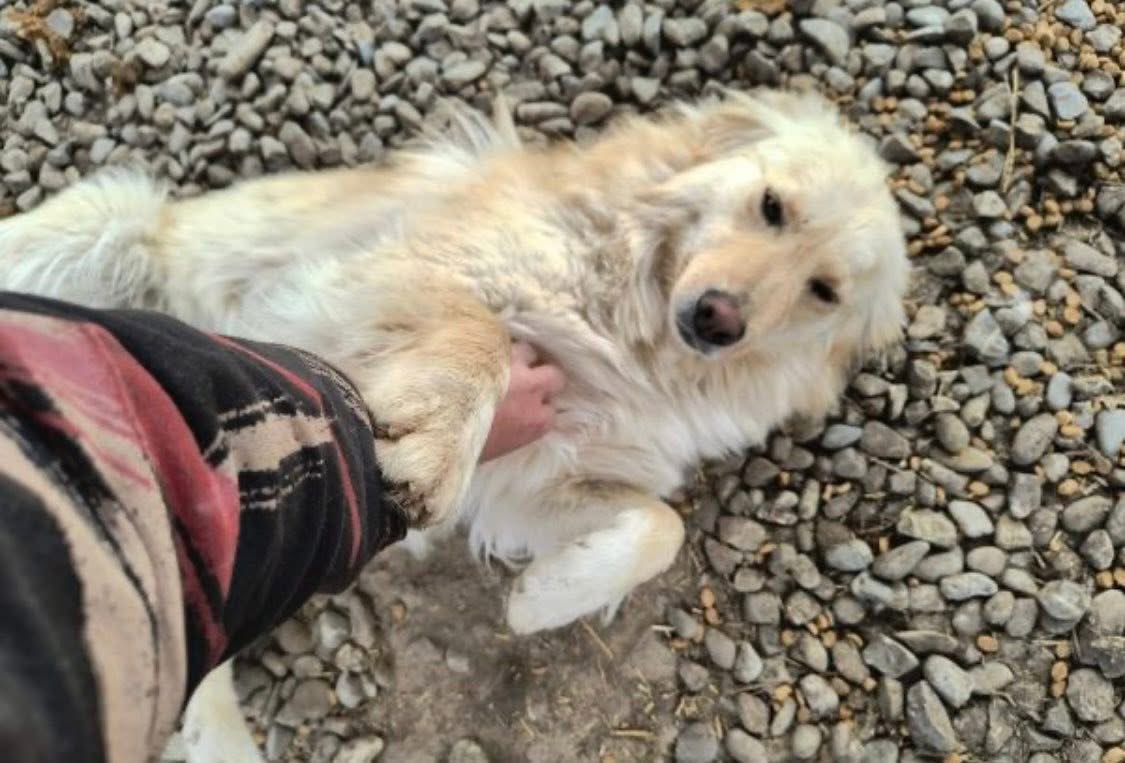 ProDogRomania tweet media