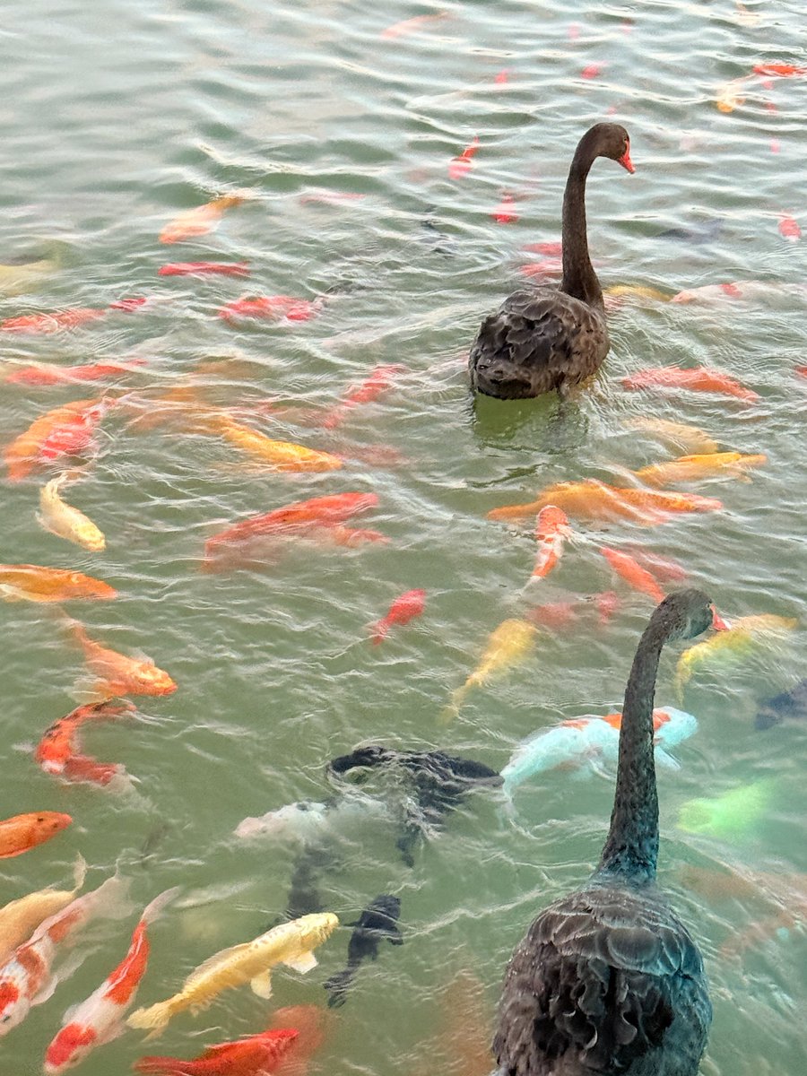 小狗🐶，天鹅🦢，锦鲤🐟