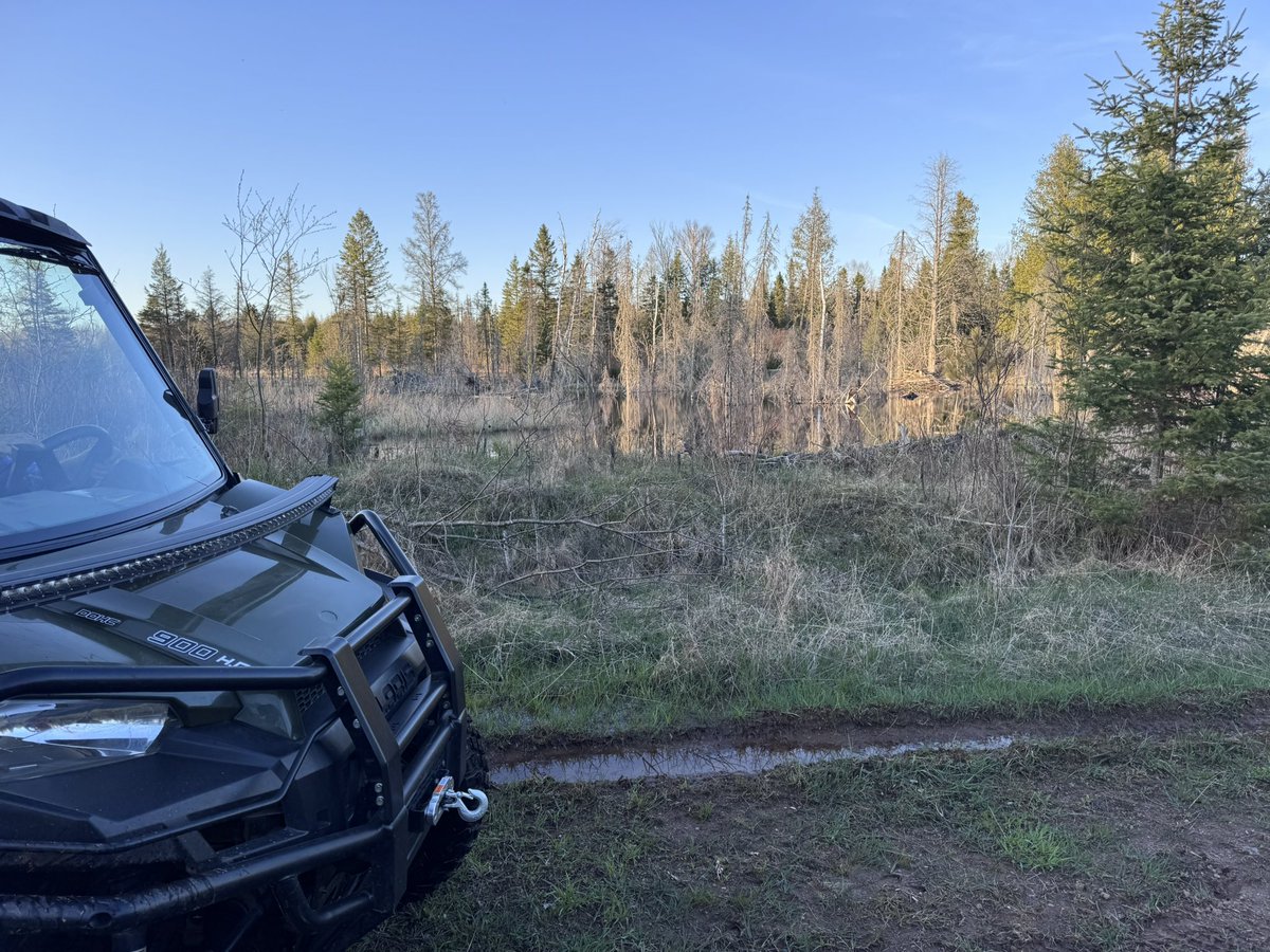 Beavers at work. I’ve not seen fresh cuts on trees this large - at least not this many. He has to be Wynona’s. It’s hard to tell in the photo but the dam wall is as high as the sxs hood.