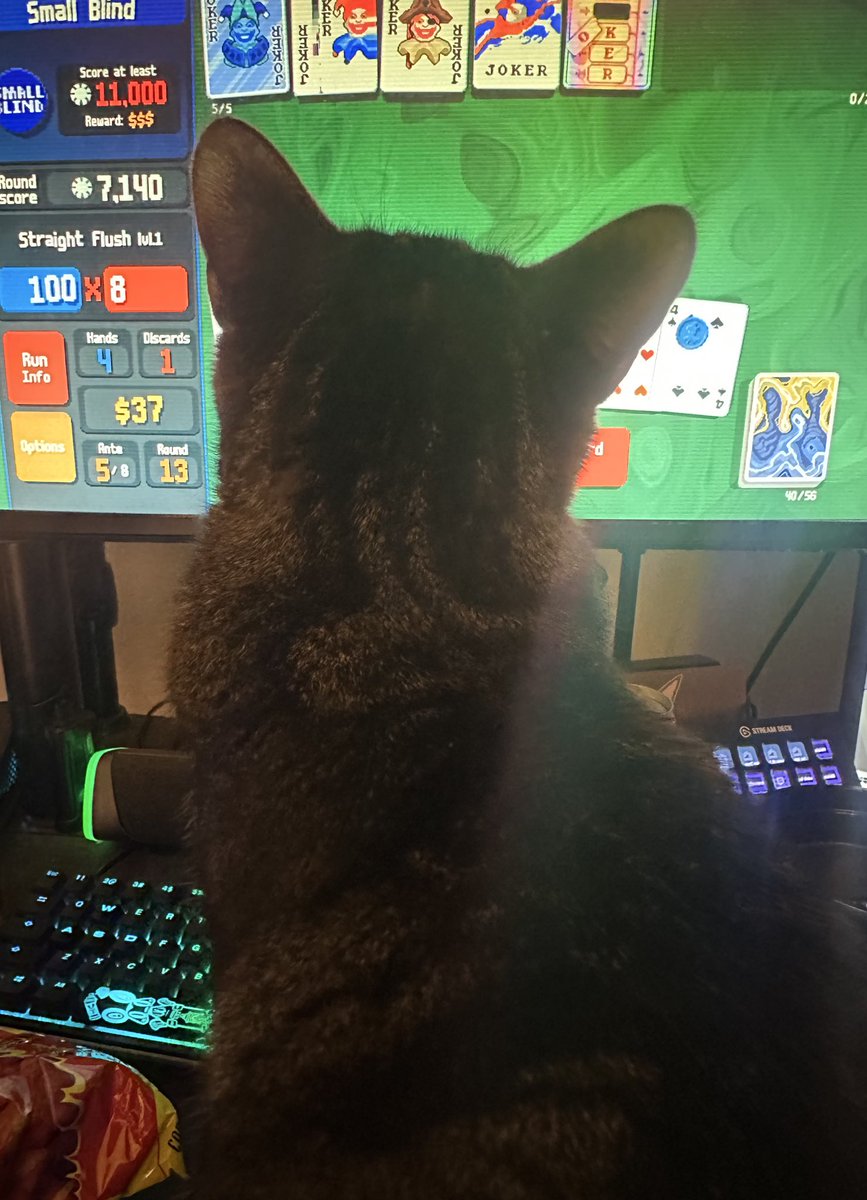 my cat is lowkey killin it in balatro rn