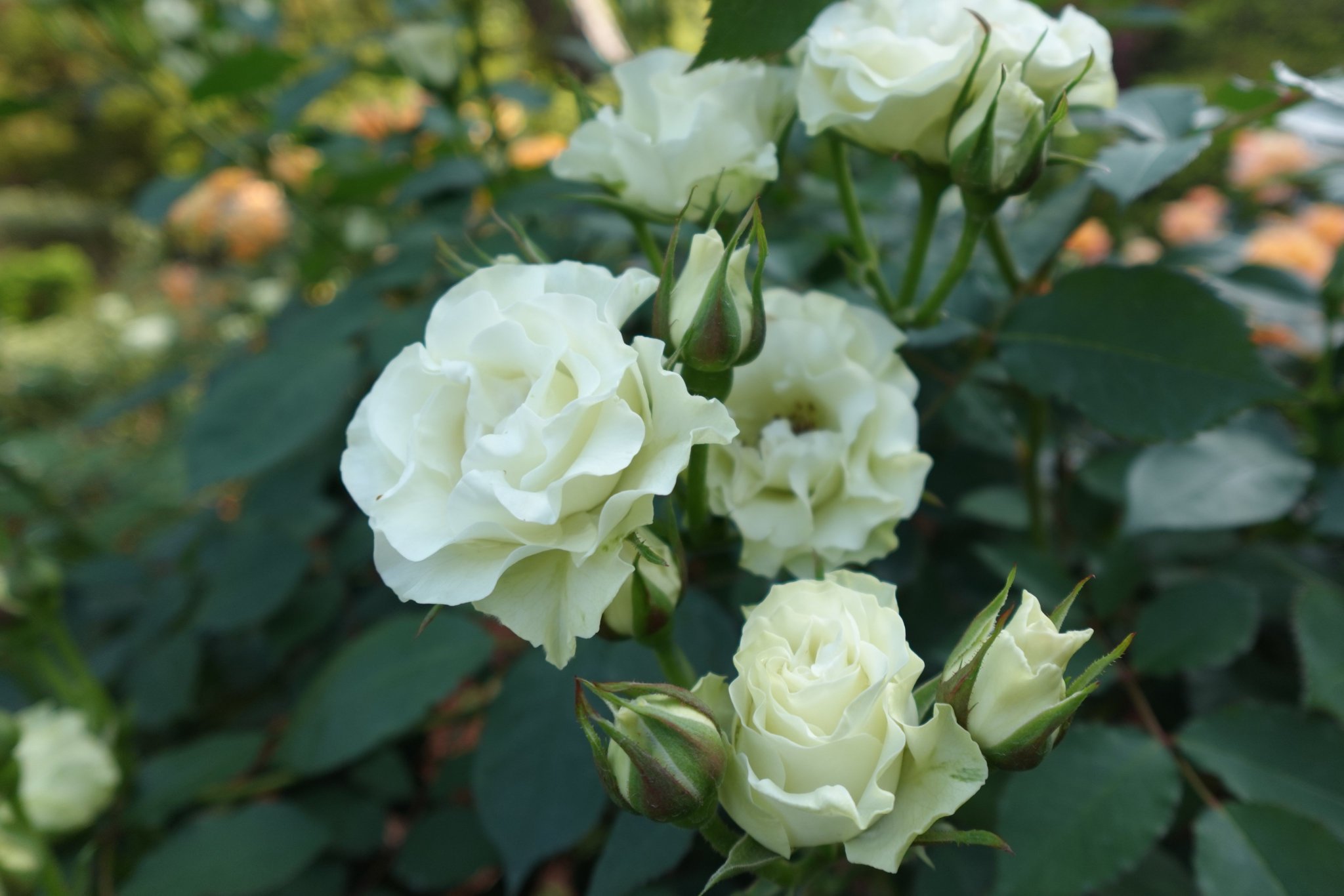 mio様向けー300 油絵/花/薔薇/バラ/旧古河庭園場/F4号 mio様向けー300 油絵/花/薔薇/バラ/旧古河庭園場/F4号 mio