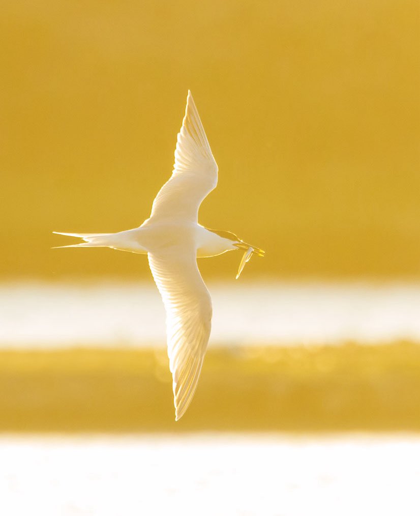 MarcGuyt's tweet image. Great last weekend on Texel for the @TexelBigDay and #waddenvogelfestival - great energy, many friends and good birds. Plus EUR 37,500 raised for bird conservation.
Took a few early morning and late evening breaks for Sandwich Tern at the Wagejot colony with stunning light