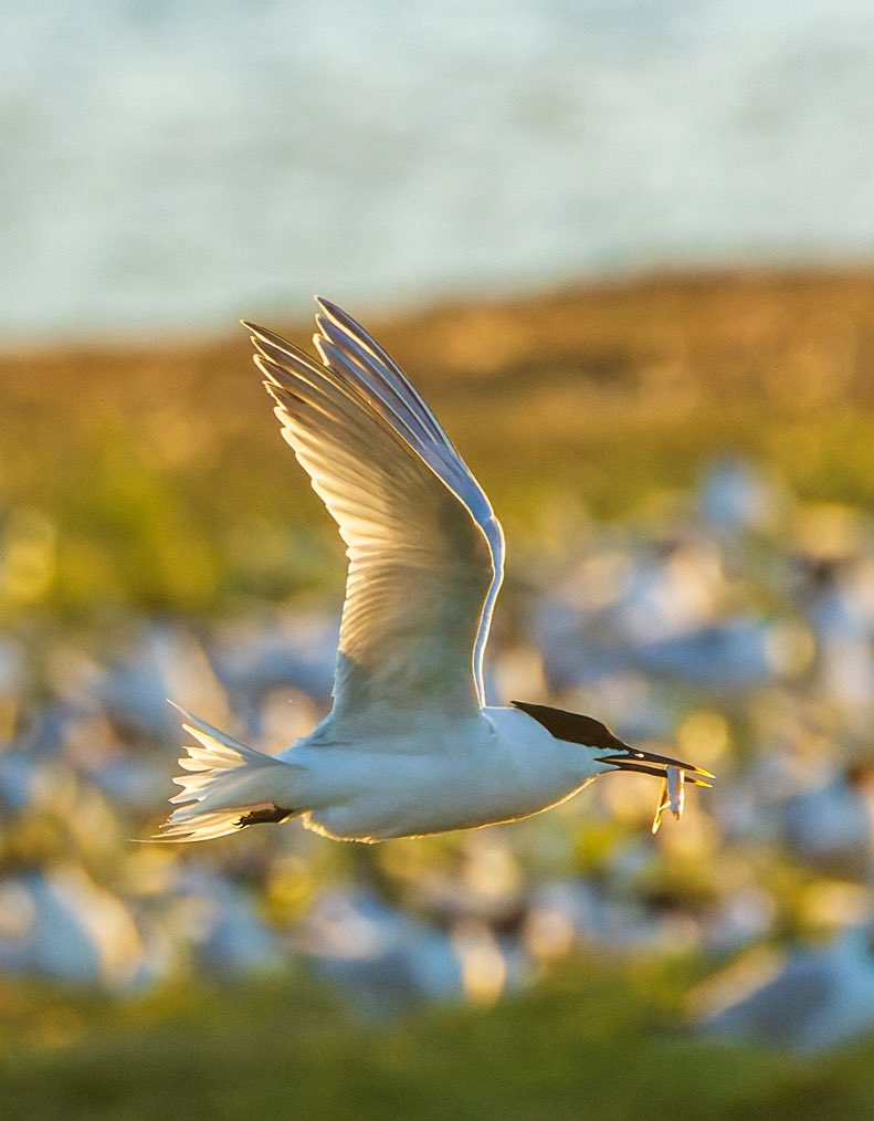 MarcGuyt's tweet image. Great last weekend on Texel for the @TexelBigDay and #waddenvogelfestival - great energy, many friends and good birds. Plus EUR 37,500 raised for bird conservation.
Took a few early morning and late evening breaks for Sandwich Tern at the Wagejot colony with stunning light