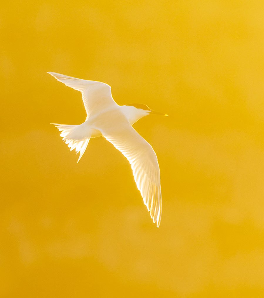 MarcGuyt's tweet image. Great last weekend on Texel for the @TexelBigDay and #waddenvogelfestival - great energy, many friends and good birds. Plus EUR 37,500 raised for bird conservation.
Took a few early morning and late evening breaks for Sandwich Tern at the Wagejot colony with stunning light