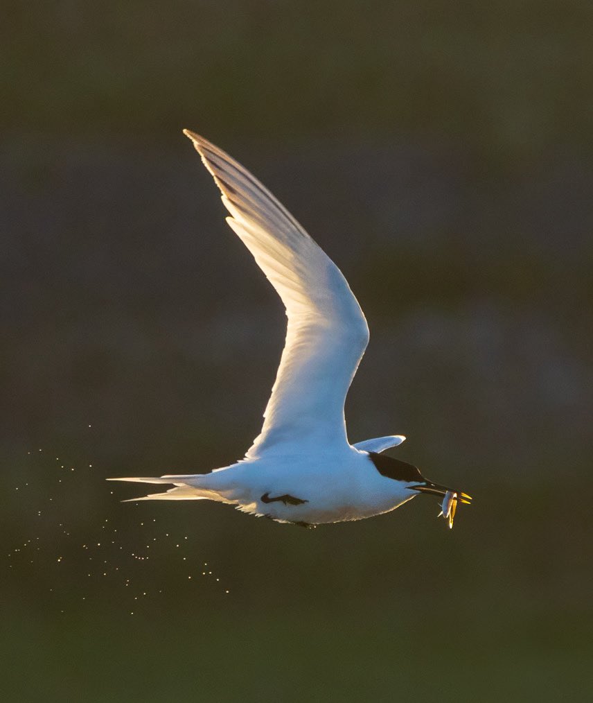 Marc Guyt (@marcguyt) on Twitter photo Great last weekend on Texel for the <a href="/TexelBigDay/">Texel Big Day - 2025</a> and #waddenvogelfestival - great energy, many friends and good birds. Plus EUR 37,500 raised for bird conservation.
Took a few early morning and late evening breaks for Sandwich Tern at the Wagejot colony with stunning light Great last weekend on Texel for the <a href="/TexelBigDay/">Texel Big Day - 2025</a> and #waddenvogelfestival - great energy, many friends and good birds. Plus EUR 37,500 raised for bird conservation.
Took a few early morning and late evening breaks for Sandwich Tern at the Wagejot colony with stunning light