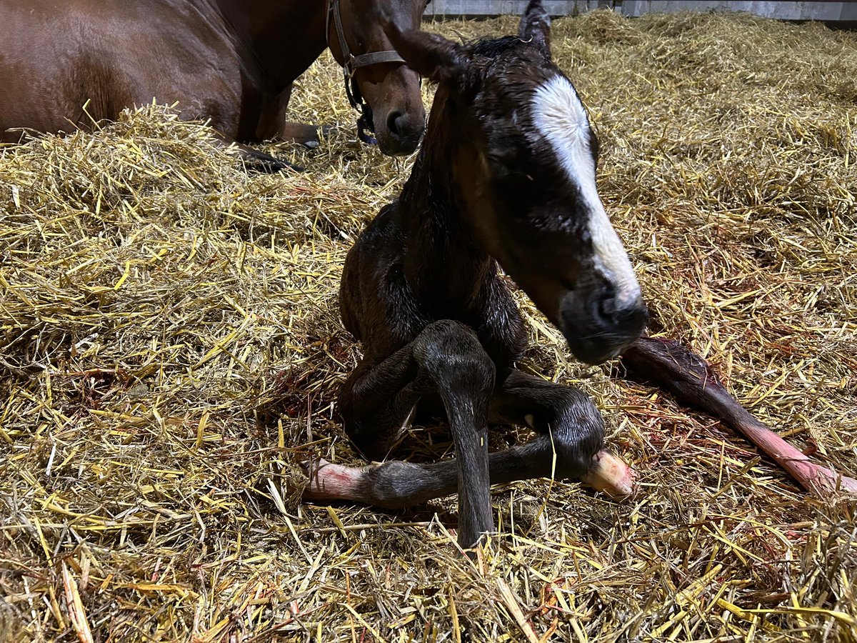 Jim Goldie Racing (@jimgoldieracing) on Twitter photo Great news!
One of <a href="/SummerstormBlo1/">Summerstorm Bloodstock</a>’s star mares, Grace’s Quest had a beautiful Stradivarius filly yesterday! Great news!
One of <a href="/SummerstormBlo1/">Summerstorm Bloodstock</a>’s star mares, Grace’s Quest had a beautiful Stradivarius filly yesterday!