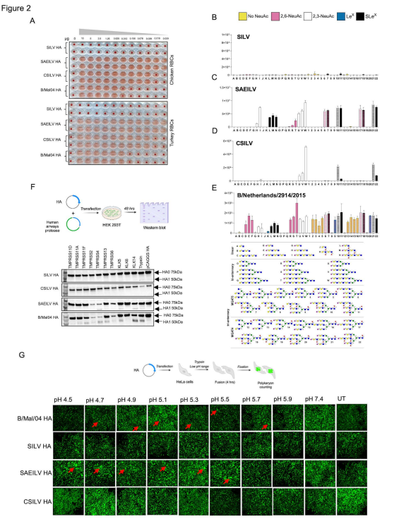 🧬🐟 Novel fish influenza B-like viruses show unique receptor preferences &amp; no cross-reactivity with human antibodies!
Are we immunologically naïve to these aquatic flu cousins?
🔬 Preprint by <a href="/florian_krammer/">Florian Krammer</a>,<a href="/RobertPdeVries1/">Robert P. de Vries</a> 
👉 doi.org/10.1101/2025.0…