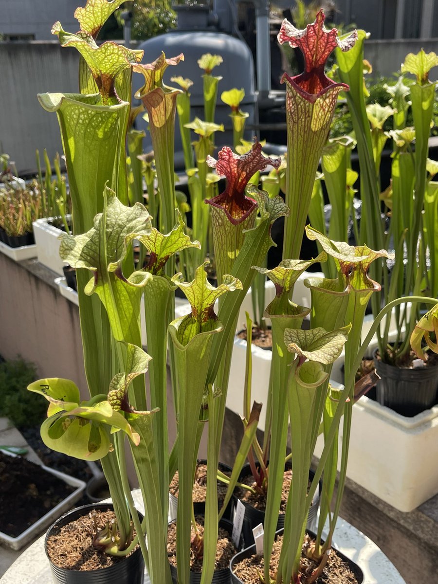 SACHI (@sasasa0506) / Posts / X