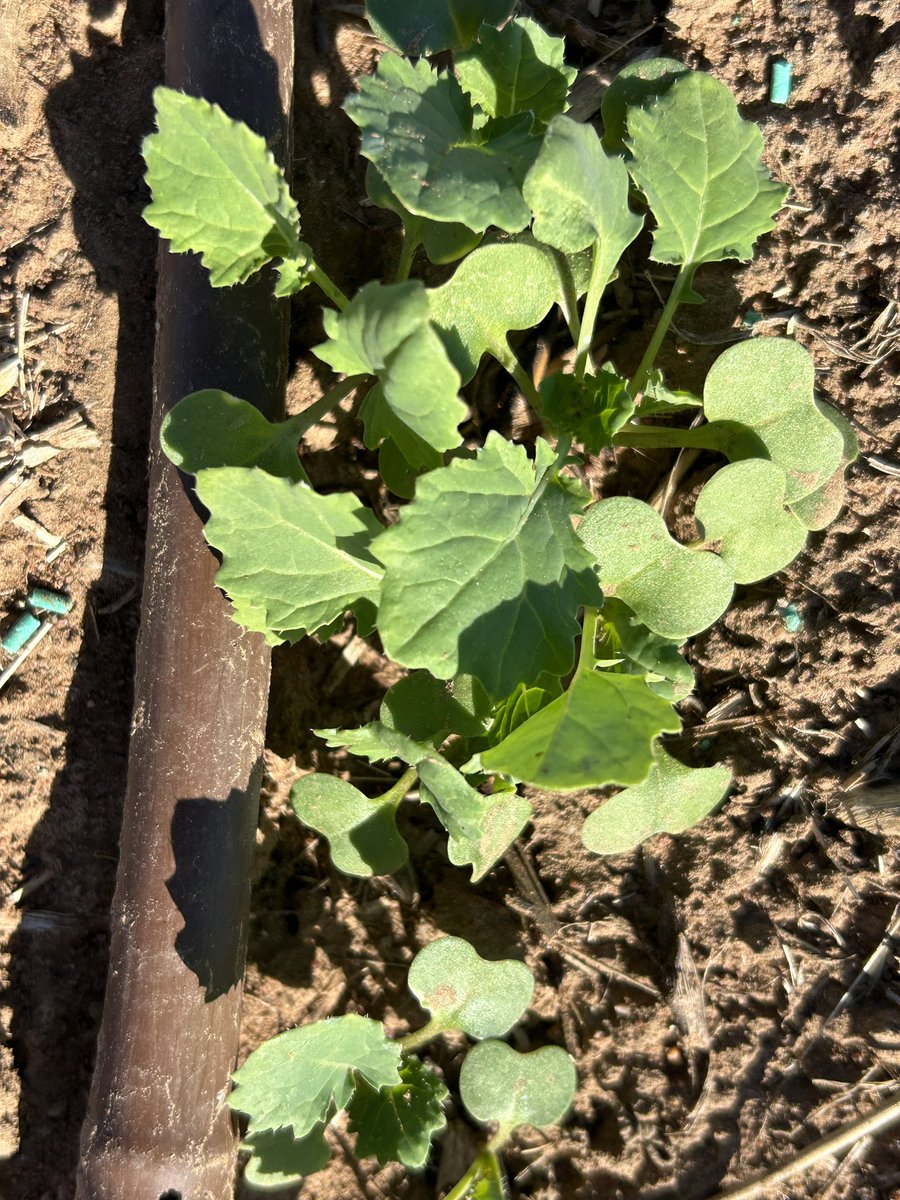 Justin Kudnig (@captaincanola) on Twitter photo No need for Herbicide !! Tilley, my new family dog doing the vol cereal weeding in this 2025 #Hyola Innovation Systems Technology Trait Tolerance Trial, Inverleigh Vic - Thanks <a href="/SouthernFS/">Southern Farming Systems</a> <a href="/PacificSeeds/">Pacific Seeds</a> <a href="/danrollsroyce/">Dan Rolls</a> <a href="/audrey_gripper/">Audrey Gripper</a> <a href="/AgingAgro/">Andrew Heinrich</a> <a href="/hurgl1/">Tim Wilmshurst</a> <a href="/schilgee/">iKarl iSchilg</a> <a href="/FotiouMila/">Mila Fotiou</a> No need for Herbicide !! Tilley, my new family dog doing the vol cereal weeding in this 2025 #Hyola Innovation Systems Technology Trait Tolerance Trial, Inverleigh Vic - Thanks <a href="/SouthernFS/">Southern Farming Systems</a> <a href="/PacificSeeds/">Pacific Seeds</a> <a href="/danrollsroyce/">Dan Rolls</a> <a href="/audrey_gripper/">Audrey Gripper</a> <a href="/AgingAgro/">Andrew Heinrich</a> <a href="/hurgl1/">Tim Wilmshurst</a> <a href="/schilgee/">iKarl iSchilg</a> <a href="/FotiouMila/">Mila Fotiou</a>