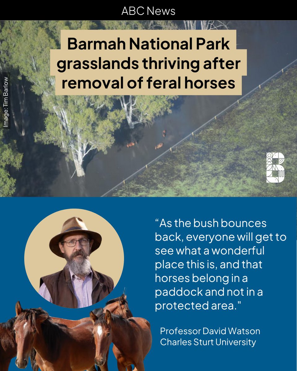 Biodiversity Council (@biodivcouncil) on Twitter photo Floodplain wetlands in Barmah Forest are bouncing back after the removal of more than 700 feral horses between 2020 and 2024 by Parks Victoria.
Congratulations to YortaYorta Aboriginal Corporation and <a href="/ParksVictoria/">Parks Victoria</a> on this conservation success story. Removing the horses from Floodplain wetlands in Barmah Forest are bouncing back after the removal of more than 700 feral horses between 2020 and 2024 by Parks Victoria.
Congratulations to YortaYorta Aboriginal Corporation and <a href="/ParksVictoria/">Parks Victoria</a> on this conservation success story. Removing the horses from