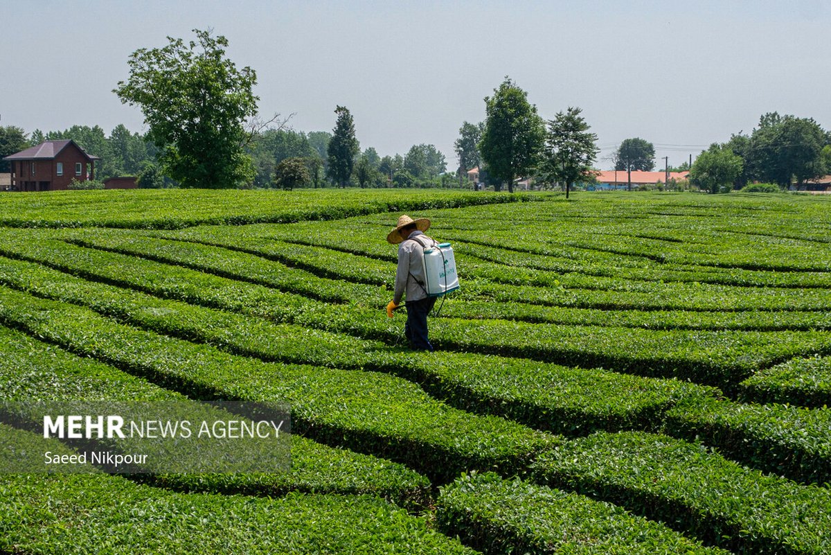 VisitIran3's tweet image. Tea Farms, #Gilan Province, Northern #Iran
📸: Saeed Nikpour
#ایران، #گیلان
مزارع چای