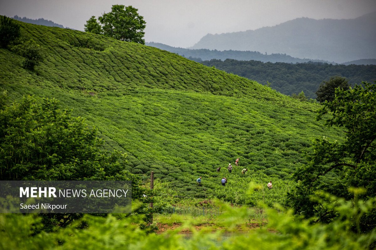 VisitIran3's tweet image. Tea Farms, #Gilan Province, Northern #Iran
📸: Saeed Nikpour
#ایران، #گیلان
مزارع چای