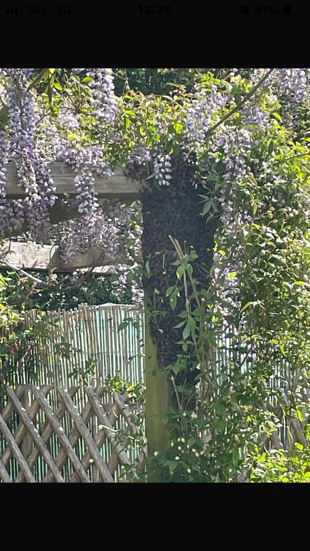 mid_bee's tweet image. Our theme of the week - “mutual aid”. Members have been collecting swarms, passing on NUCs (boxes of bees), and selling on unneeded equipment. Proud to be a member of the MKBK.