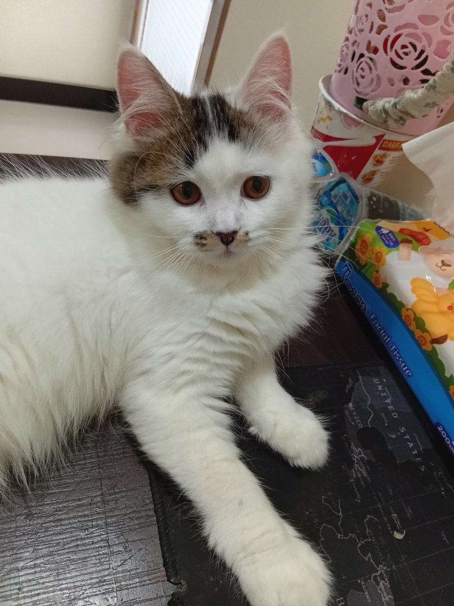 🧚‍♂️ tweet media