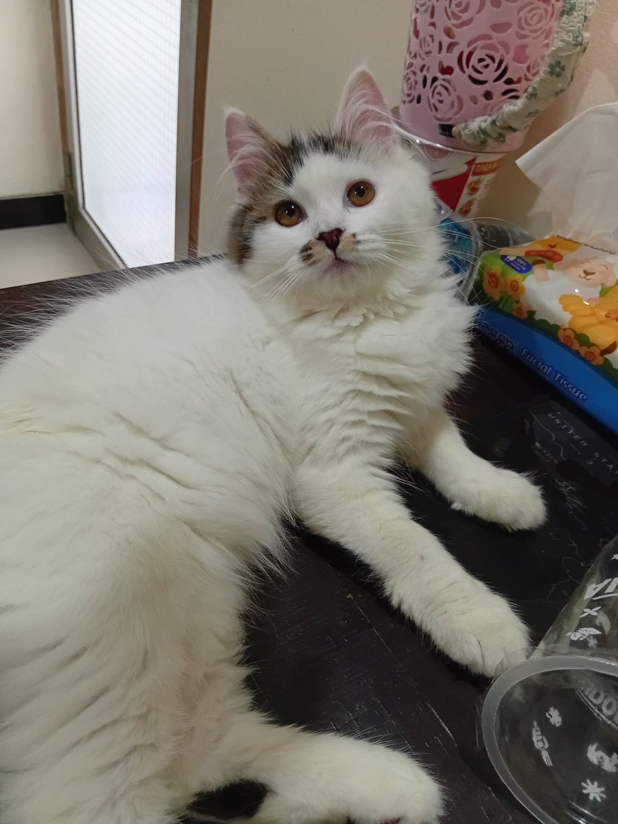 🧚‍♂️ tweet media