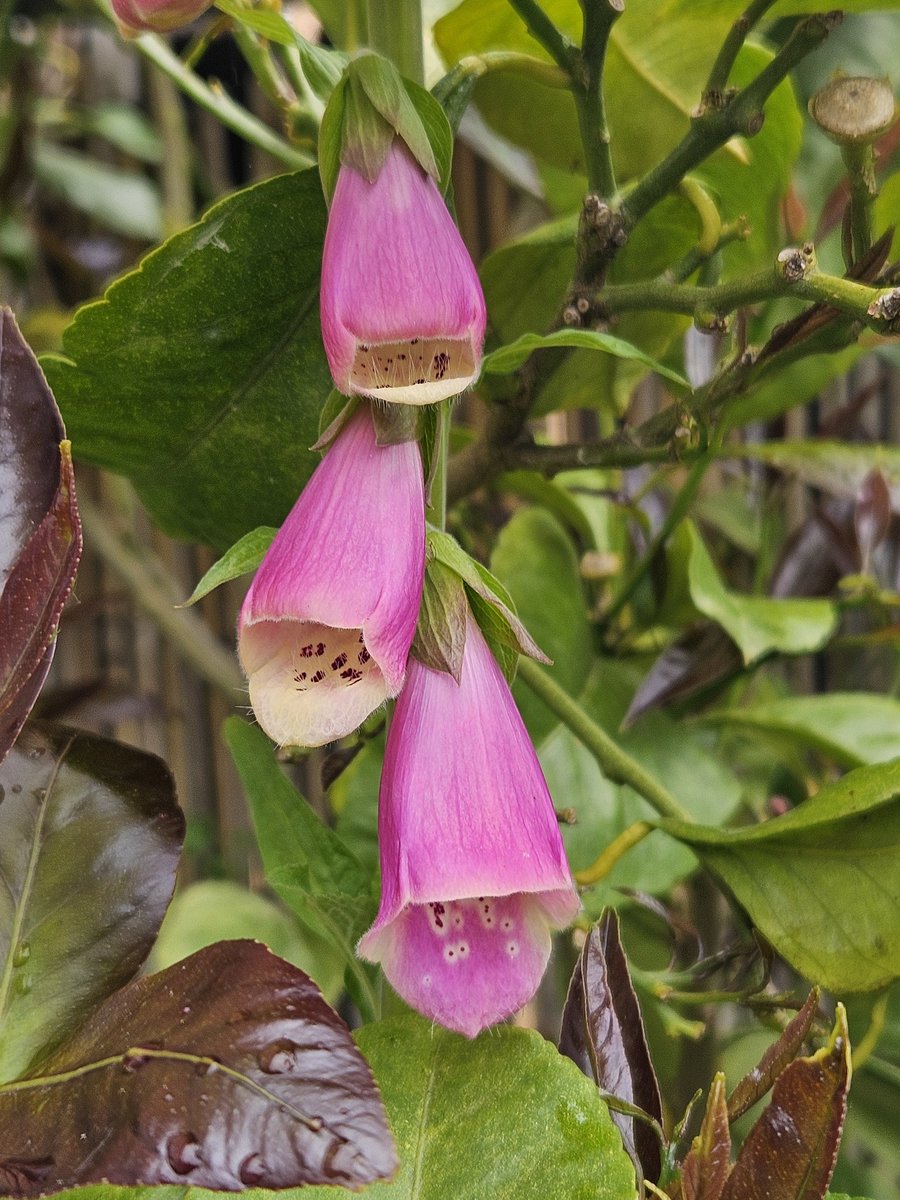 tinawhite09's tweet image. Have a lovely Tuesday everyone #foxglove