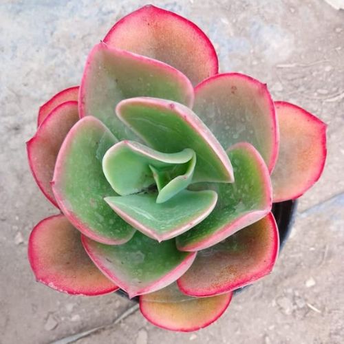 PLANT ORBIT tweet media