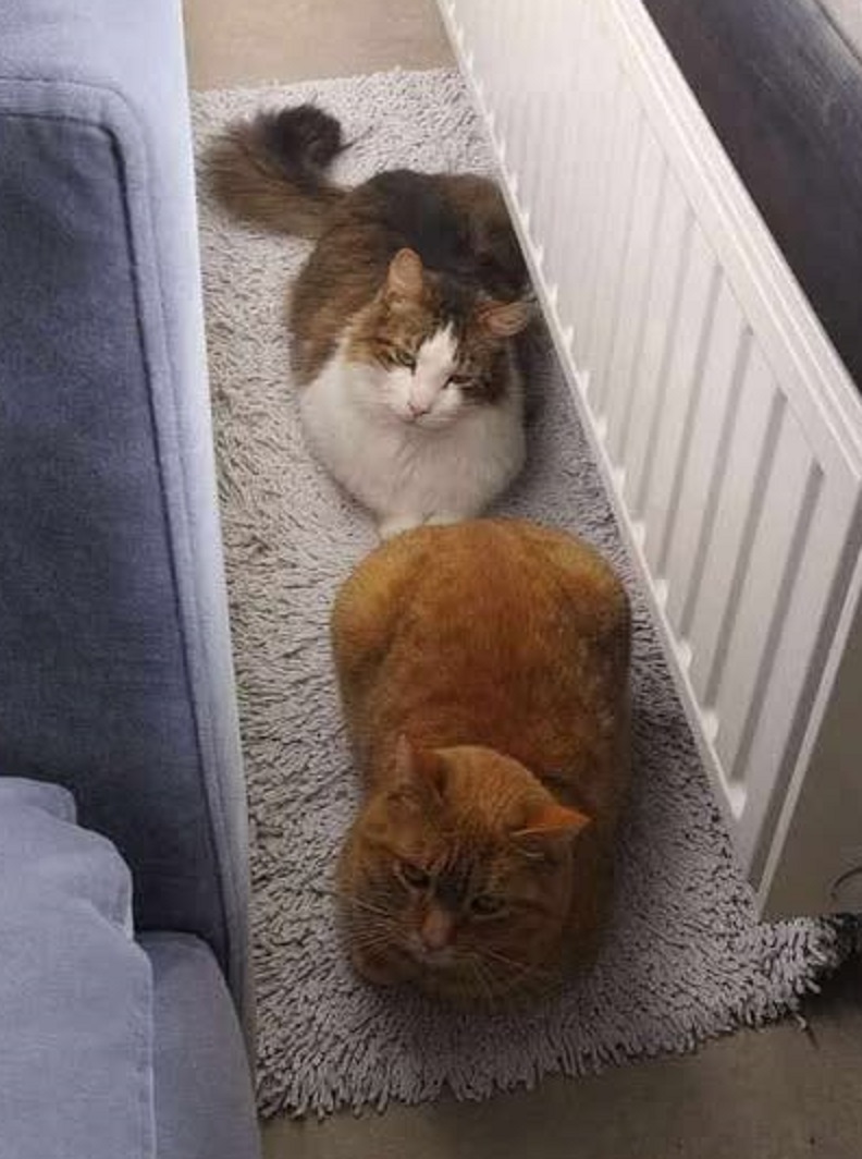 GoudenMandKat's tweet image. Oscar heeft Harry nodig en daarom hopen we om hen samen geadopteerd te krijgen.
adopteereendier.be/katten/104884/…
E-mail: zwerfkattenproject.rh@gmail.com
VZW Zwerfkatten Rijkevorsel/Hoogstraten
Verblijfplaats: Rijkevorsel, België
#kat #katten