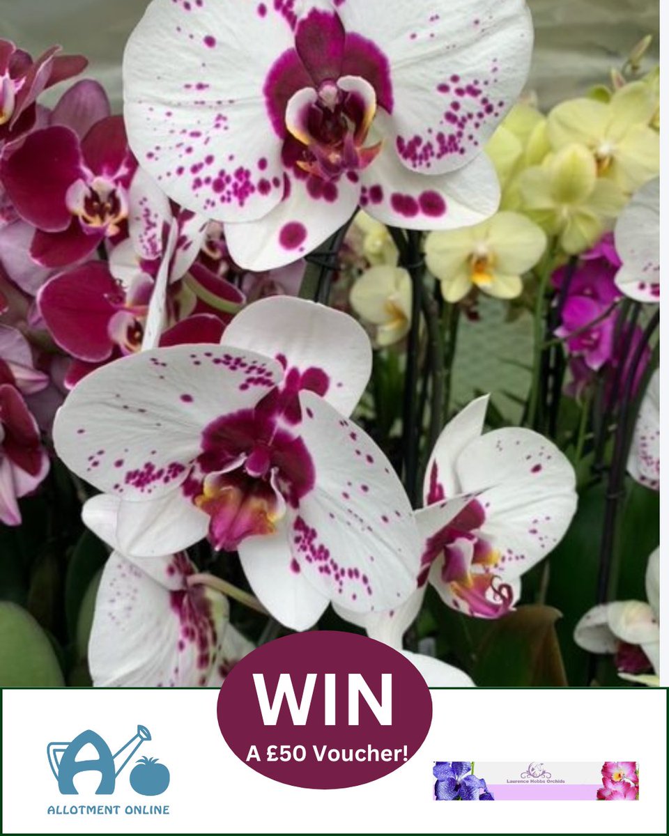 WINNER ANNOUNCED!
Thank you to all those who entered and to Laurence Hobbs Orchids for this beautiful prize!

Find out who won: allotmentonline.co.uk/competitions

Look out for more great competition news coming later!
#win #competition #orchids #winner