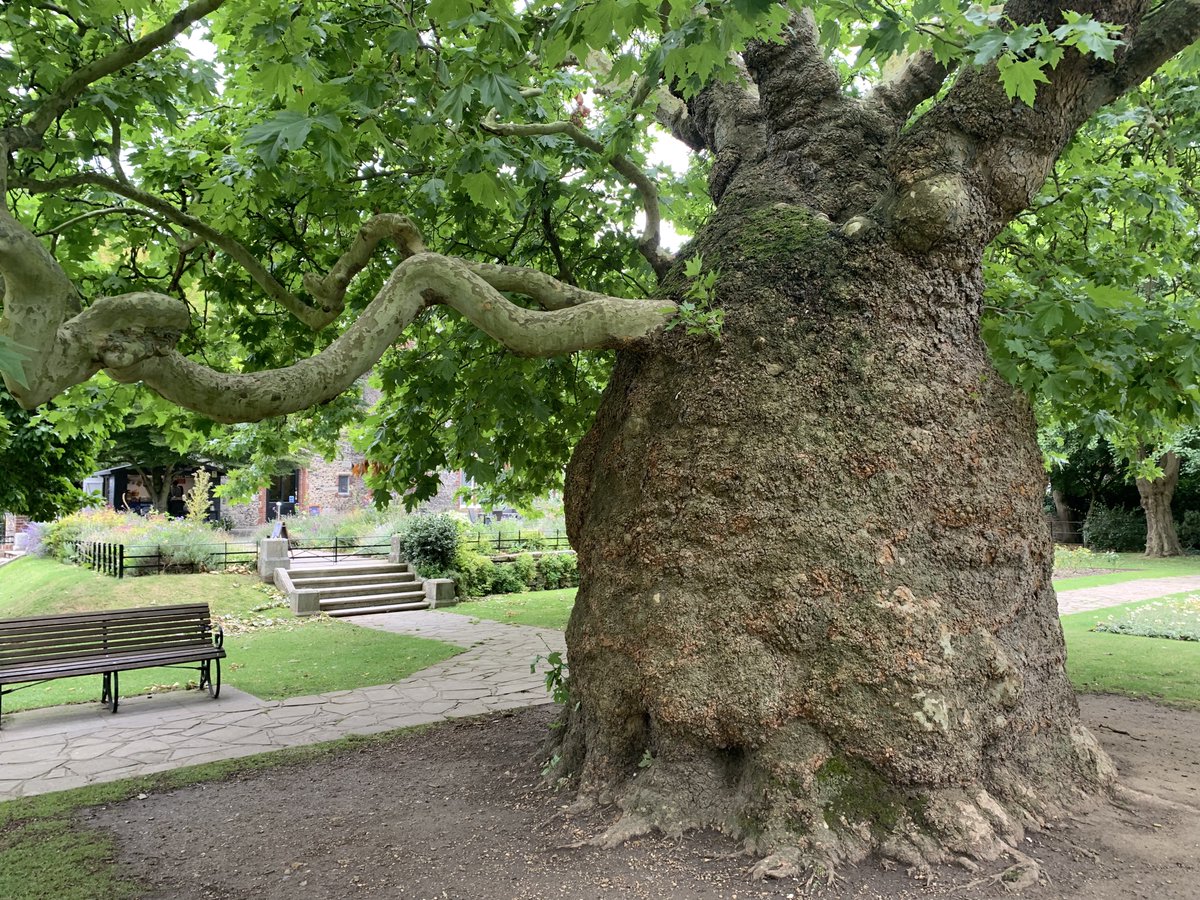 TiCL ๐๐๐ (@ticlme) on Twitter photo This is possibly the biggest of these swollen trunked โbaobabโ planes in Britain ๐คฉ๐ณ
But do you know the secret about them it reveals ?
Great Trees of Britain #GTOB ๐๐ณ๐ฌ๐ง
a #thicktrunktuesday thread ๐งต โฌ๏ธ
<a href="/CPREKent/">CPRE Kent</a> <a href="/TheKentAcorn/">The English Oak Project</a> <a href="/saladempire/">Sadie Freeman</a> <a href="/GregPackman/">Greg Packman</a> <a href="/Team4Nature/">Team4Nature</a> This is possibly the biggest of these swollen trunked โbaobabโ planes in Britain ๐คฉ๐ณ
But do you know the secret about them it reveals ?
Great Trees of Britain #GTOB ๐๐ณ๐ฌ๐ง
a #thicktrunktuesday thread ๐งต โฌ๏ธ
<a href="/CPREKent/">CPRE Kent</a> <a href="/TheKentAcorn/">The English Oak Project</a> <a href="/saladempire/">Sadie Freeman</a> <a href="/GregPackman/">Greg Packman</a> <a href="/Team4Nature/">Team4Nature</a>