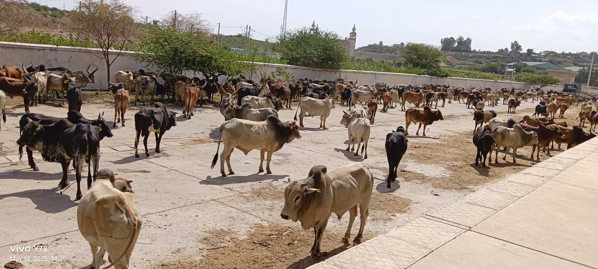 የቀንድ ከብቶች እና ግመሎችን በባቡር  የማጓጓዝ ሥራችን በየእለቱ የምናደርገው ተግባር እየሆነ መጥቷል።
ባለፉት ሶስት ቀናት ብቻ 1350 የቀንድ ከብቶችን አጏጉዘናል::

Livestock &amp; Camel Exports from Adama to Djibouti Port – Now Operating Daily

In just three
