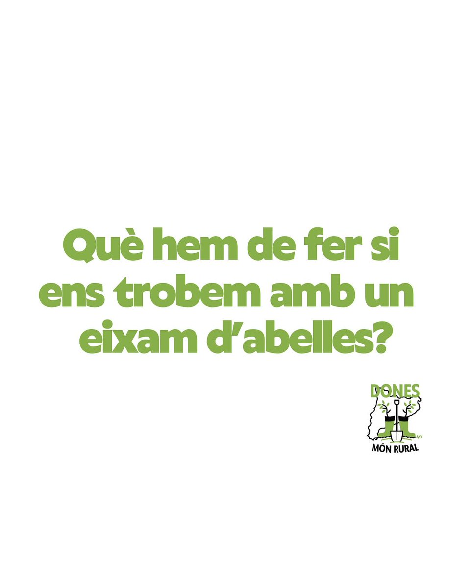 🐝 A la primavera és habitual veure eixams d’abelles buscant lloc per instal·lar-se. No tinguem por: si no molesten, marxaran soles.
⁉️ Ara bé, si posen en perill les persones, aviseu una apicultora, empresa especialitzada o a emergències
❌ Les abelles no es maten [FIL👇]