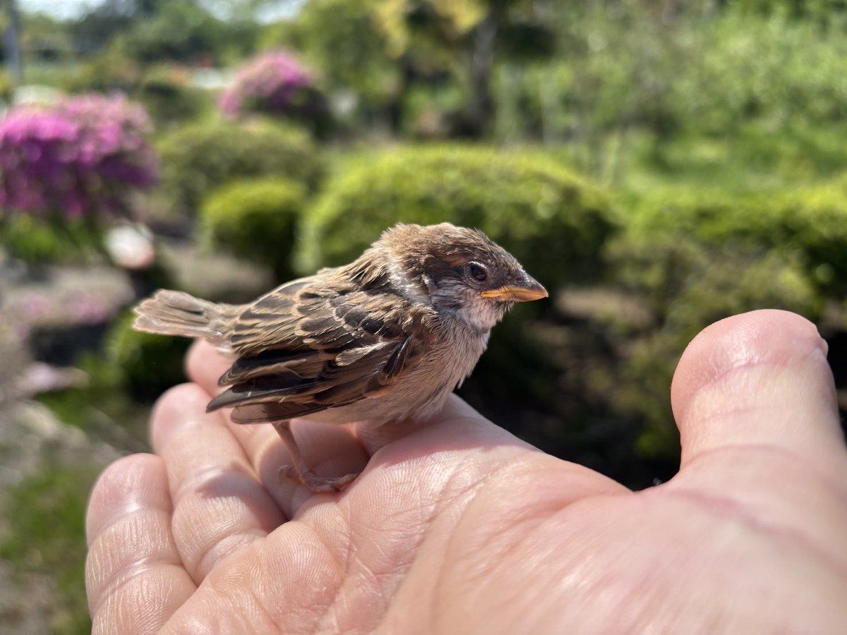 advancezero007's tweet image. 巣立つ練習中に落ちてきたスズメの雛を拾いました。なーんか可愛くて癒されますね。（野生なのですぐ放ちましたけど）