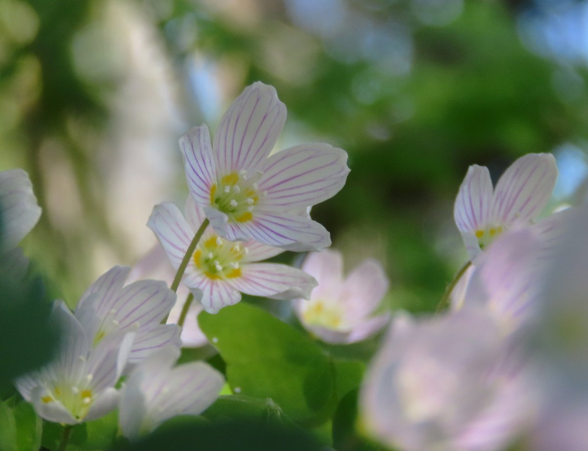 RitvaSavolaine1's tweet image. Kevättä suuren kuusen alla 💚 #ketunleipiä #käenkaalit #springishere #springtime #ig_finland