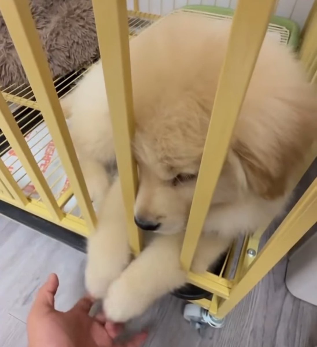takemybear 🐶 tweet media