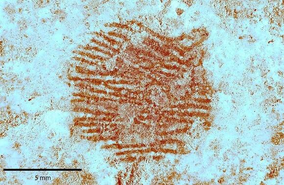 FossilHistory's tweet image. Neanderthal fingerprint alert.
theguardian.com/science/2025/m…