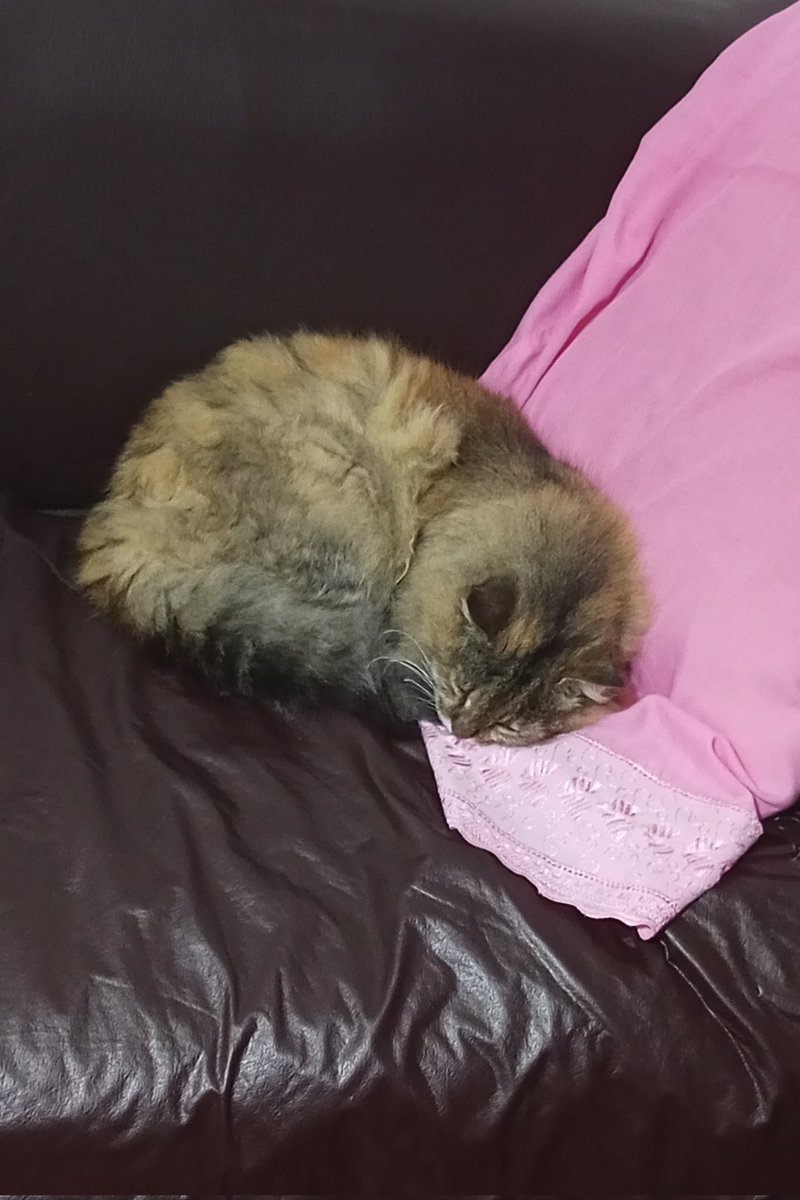 Cómo amo esta gata viejita