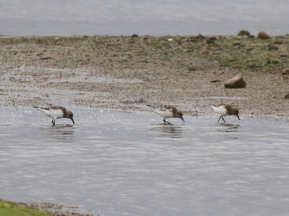 Sanderlings - HP, Notts (27.05.2025)