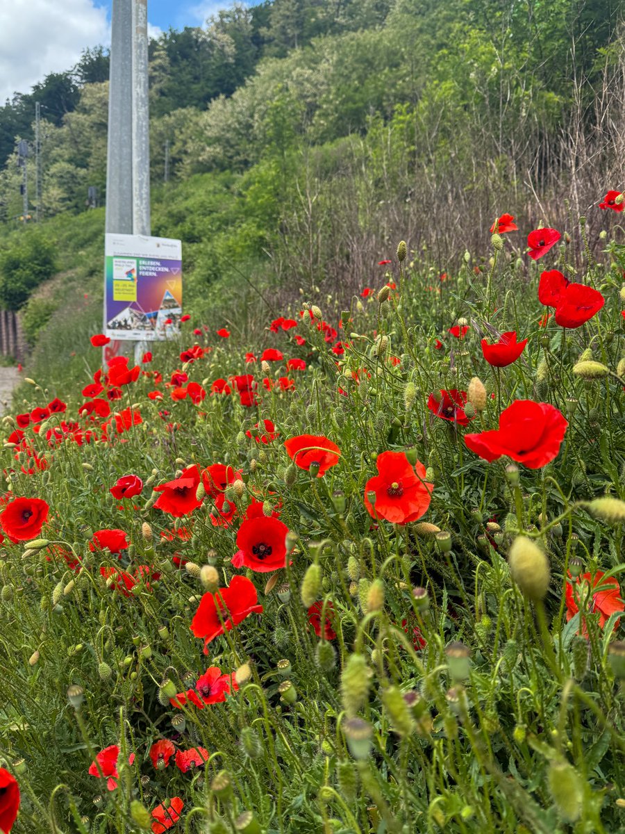 Pfalzfoto's tweet photo. Erinnerung an den Rheinland-Pfalz-Tag am vergangenen Wochenende. Plakat und Mohnblumen. #RLPTag #NeustadtWeinstraße #Pfalz https://t.co/YPgyabRBBW