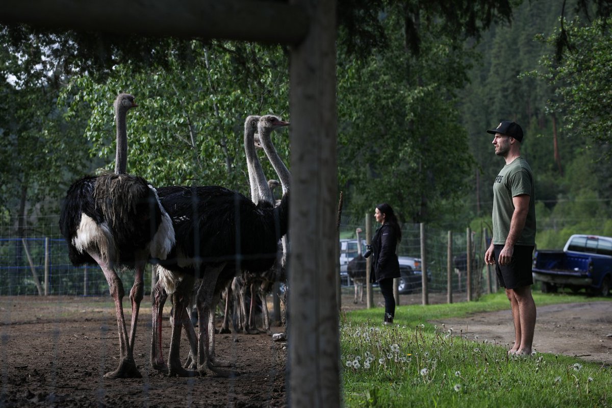 Dr. Oz has offered to relocate nearly 400 ostriches from a B.C. farm to his Florida ranch to prevent a CFIA-ordered cull over avian flu. The farm declined the offer but thanked him. A legal appeal is now underway. #OstrichCull #DrOz #AvianFlu #CFIA #AnimalWelfare #CDNAg