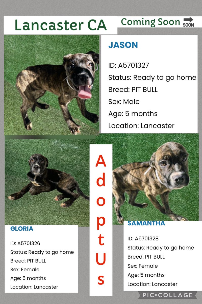 SarahjaneGille1's tweet photo. Ready To Go Home Meet Gloria along with Jason &amp; Samantha all #pibulls #bullybreed Gloria’s 🆔 is #A5701326 please help #adopt or simply #reshare #repost and #save a life ~ Gloria 🙏🐾 https://t.co/rRSIiRMjL2