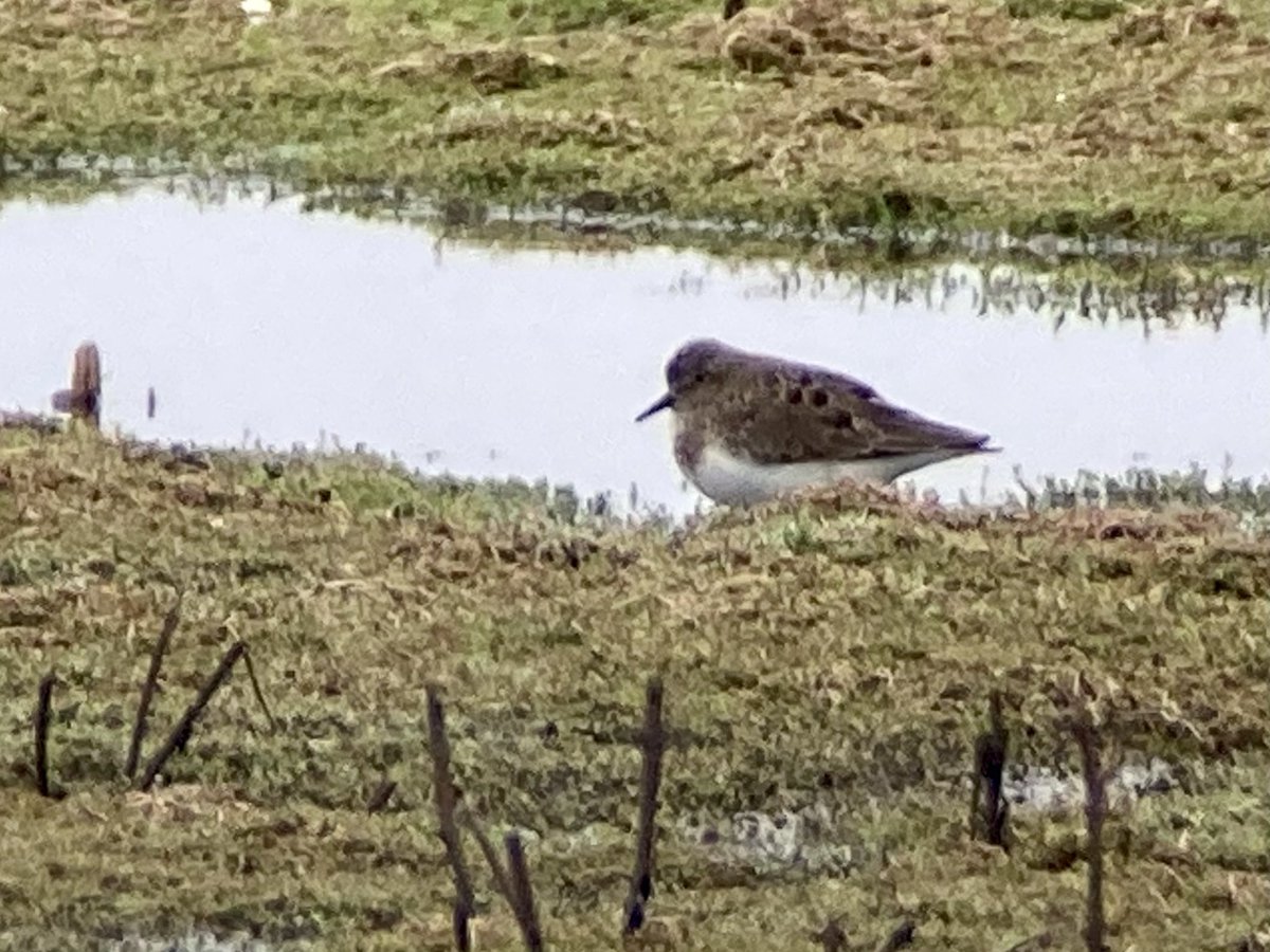 In the poorest of spring passages for waders here on the flats you have to be thankful for small mercies so tonight’s diminutive Temmincks stint in the drizzle was most welcome.<a href="/Lincsbirding/">Lincsbirding</a>