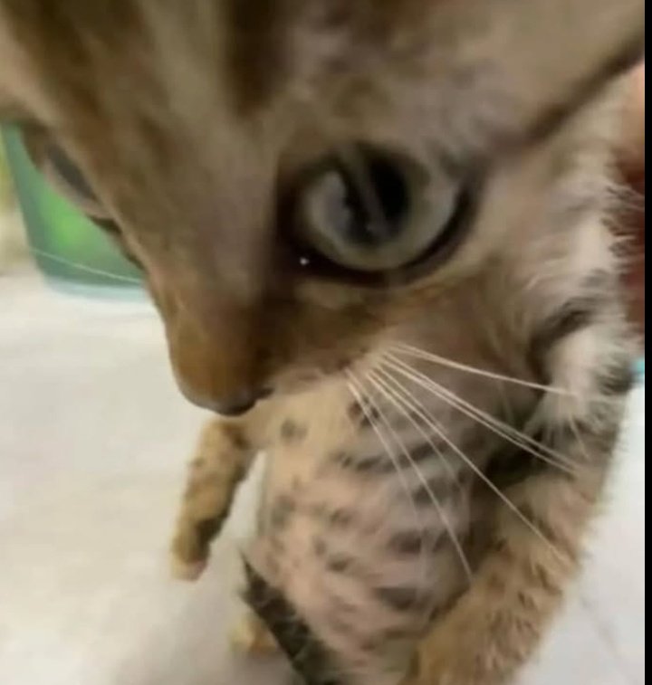 Y si empiezo a jugar planta?