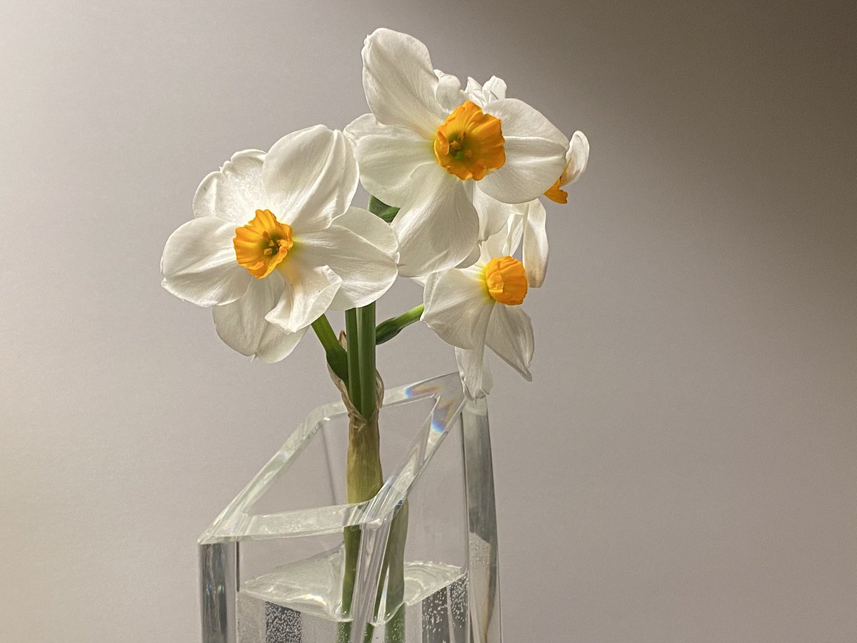 pondaroski's tweet image. 20250513 Still Life Of Poet's Daffodils, Jacksonville, NY. Z.
#thepurposeportfolio
#grieving
#lostlovedones
#tears
#artishard
#stilllife
#daffodils
#spring
#may
#coincidentaltourist
#JoeZBigAdventure
#pondaroski
#JoeZiolkowski
