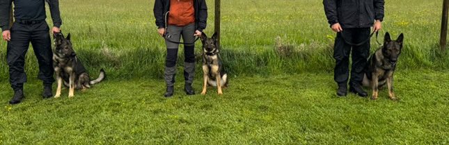 By chance we managed to get a birthday snap of the litter today; 

Happy 3rd Birthday to PDs Veena, Saka &amp; Sid 🥳🐾