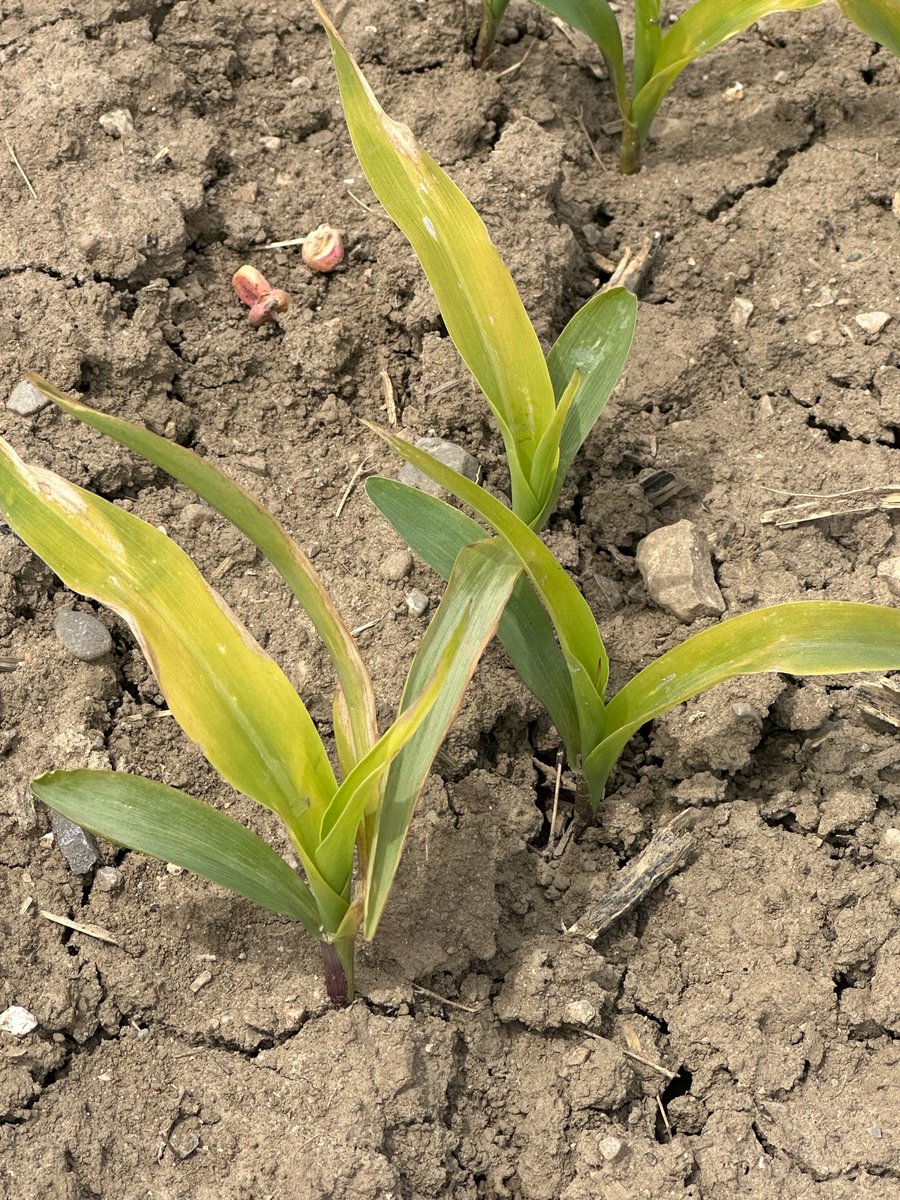 Bernard Tobin (@agbern) on Twitter photo Is it safe to spray stressed yellow #Corn? It's a tough call, but herbicides with strong crop safety ratings give timely weed control without too much crop set back. Check out advice <a href="/realagriculture/">RealAgriculture</a> from <a href="/psikkema1/">Peter Sikkema</a> <a href="/WheatPete/">Peter Johnson</a> <a href="/MarijkeeeVA/">Marijke Vanderlaan CCA-ON</a> tinyurl.com/3wtkekan Is it safe to spray stressed yellow #Corn? It's a tough call, but herbicides with strong crop safety ratings give timely weed control without too much crop set back. Check out advice <a href="/realagriculture/">RealAgriculture</a> from <a href="/psikkema1/">Peter Sikkema</a> <a href="/WheatPete/">Peter Johnson</a> <a href="/MarijkeeeVA/">Marijke Vanderlaan CCA-ON</a> tinyurl.com/3wtkekan