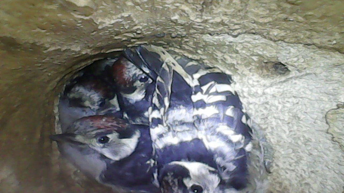 lesserspotnet's tweet image. Fantastic news 19 Lesser Spotted Woodpecker nests found & being watched/monitored by our volunteers. Most have 4 chicks, well fed by the adults. Nests are so difficult to find & these are only a tiny proportion of the 2000+ LSW pairs in Britain, but all very positive this year.