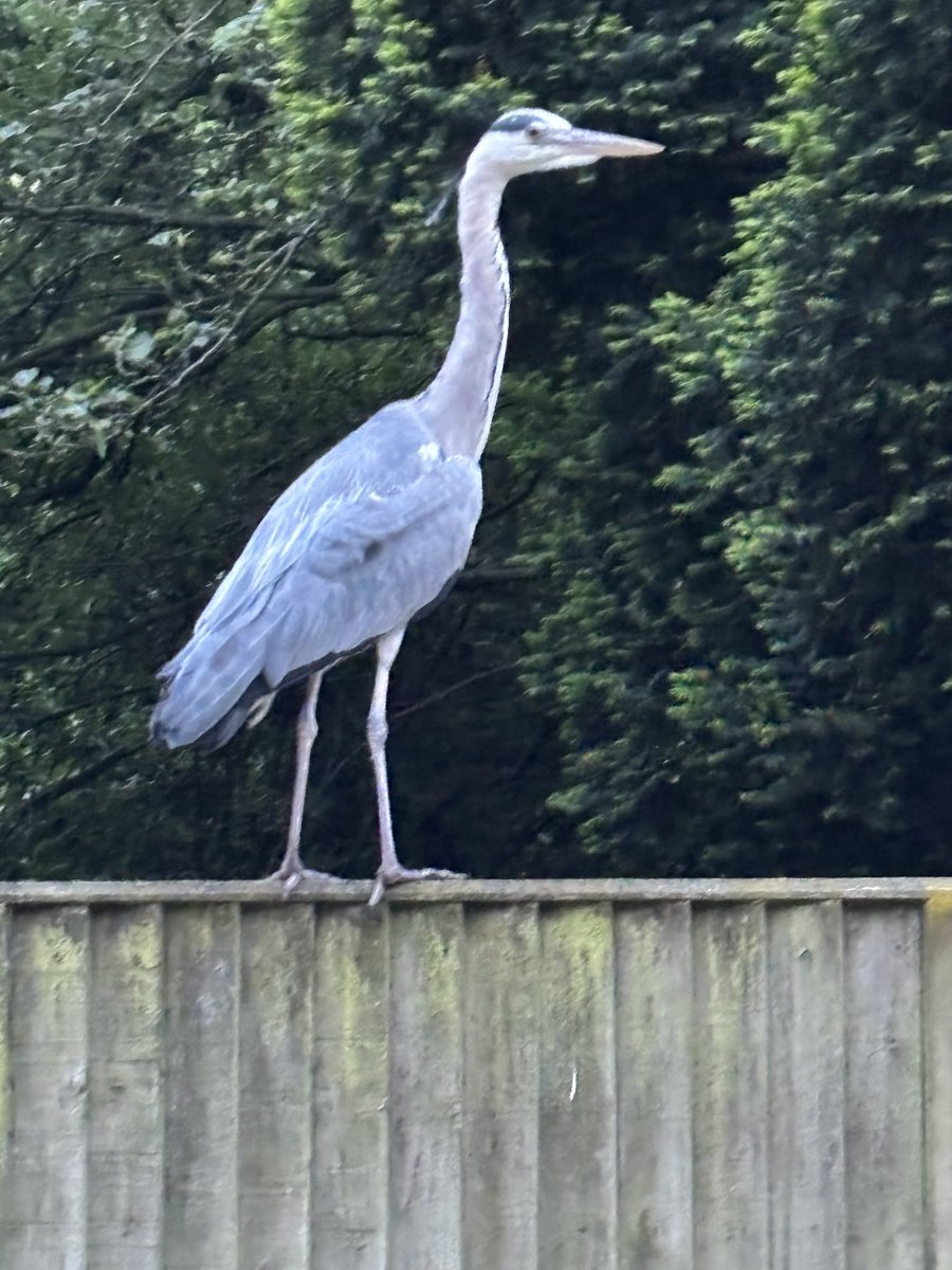 Strewthieruthie's tweet image. Well the herons heard that the Flying Dutchman was on tonight @operahollandpk and wanted to join in