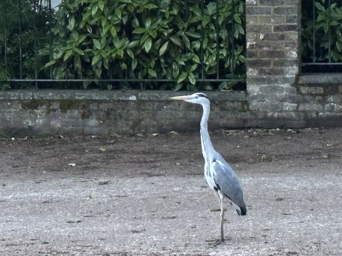 Strewthieruthie's tweet image. Well the herons heard that the Flying Dutchman was on tonight @operahollandpk and wanted to join in