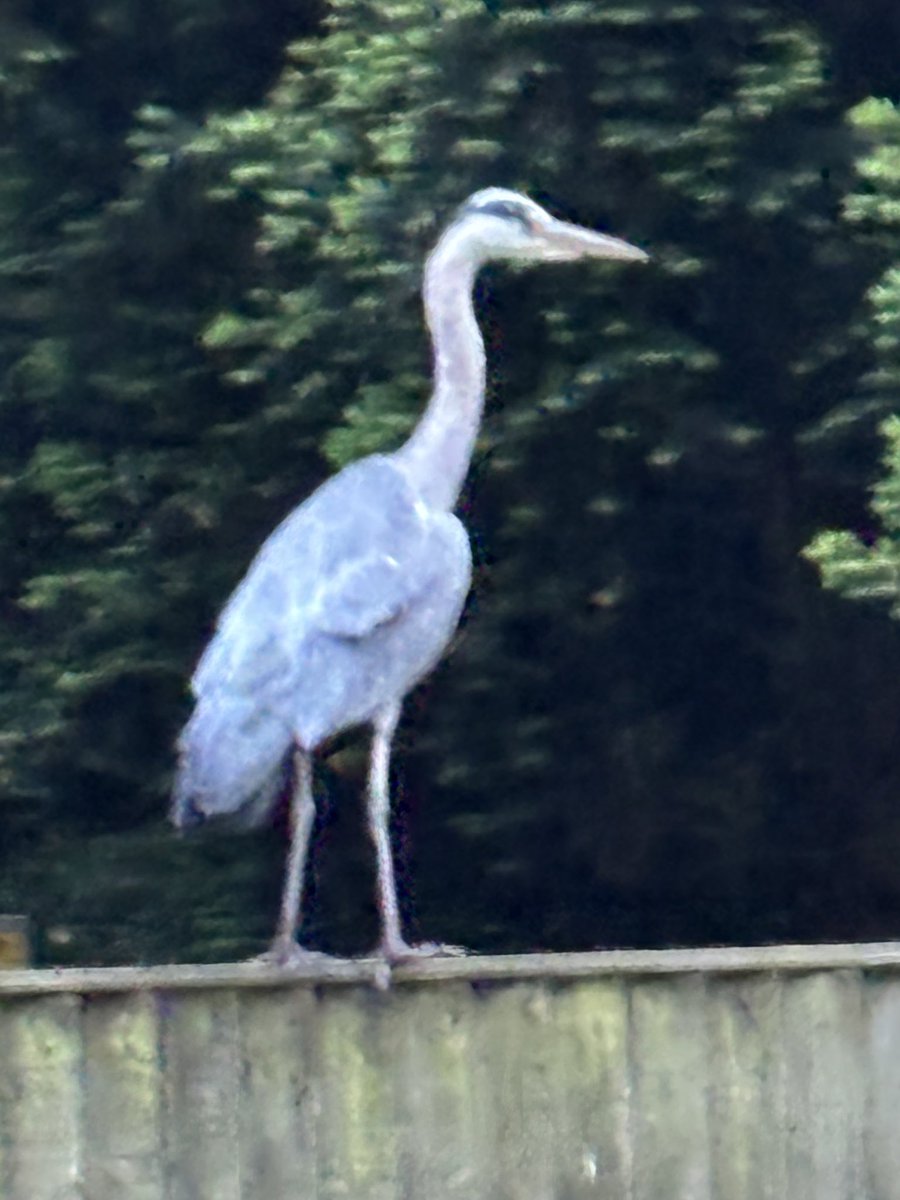 Strewthieruthie's tweet image. Well the herons heard that the Flying Dutchman was on tonight @operahollandpk and wanted to join in