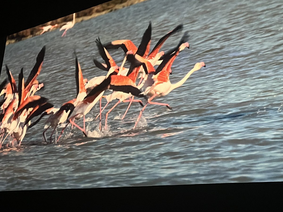 Rosa M. Tristán (@rosatristan) on Twitter photo Qué maravilla el documental sobre Doñana! De Carmen Rodriguez, Joaquin Gutiérrez Acha y José M. Morales (<a href="/wandafilms/">Wanda Vision</a>) y ese sonido de <a href="/CarlosdeHita/">Carlos de Hita</a> y voz <a href="/odilerf/">Odile Rgz de la Fte</a> . Este viernes se estrena!! Qué maravilla el documental sobre Doñana! De Carmen Rodriguez, Joaquin Gutiérrez Acha y José M. Morales (<a href="/wandafilms/">Wanda Vision</a>) y ese sonido de <a href="/CarlosdeHita/">Carlos de Hita</a> y voz <a href="/odilerf/">Odile Rgz de la Fte</a> . Este viernes se estrena!!