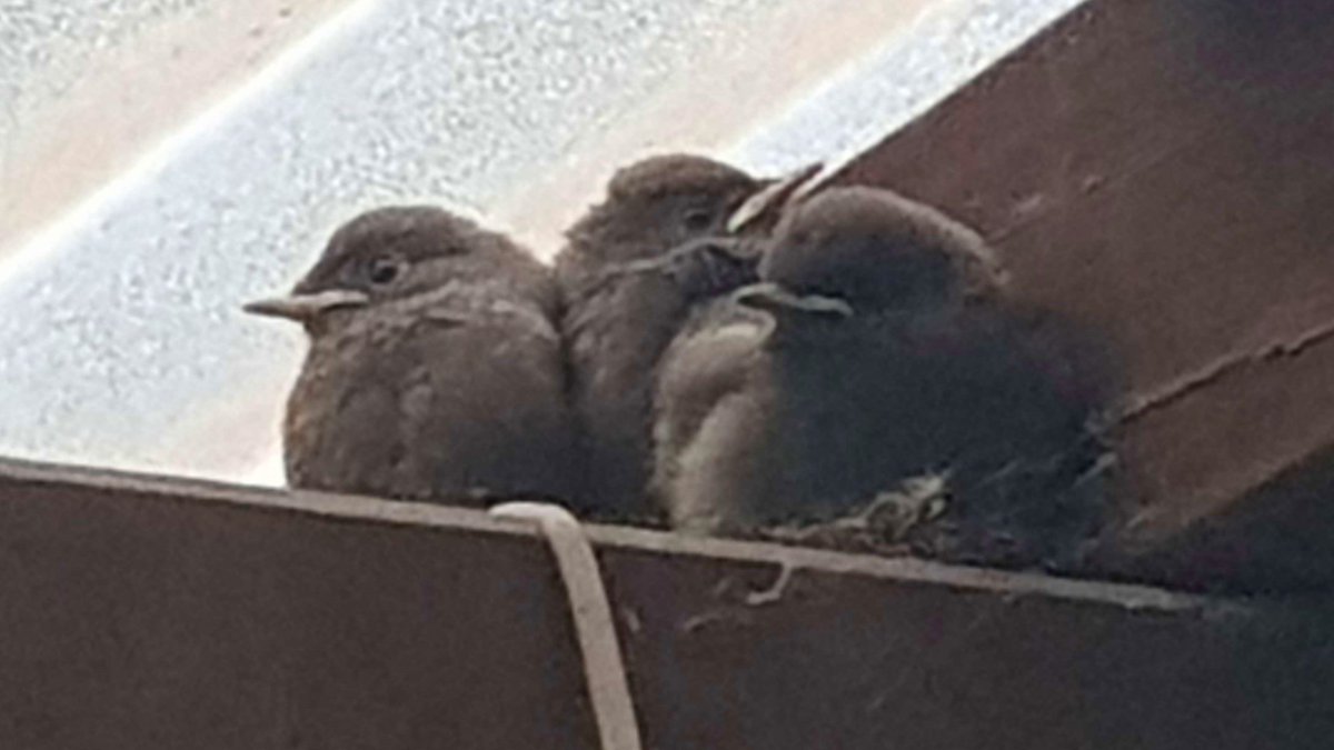 Unter dem Dach unserer Gartenterrasse haben sich drei niedliche Vögel vor dem Regen versteckt und haben miteinander gekuschelt :3