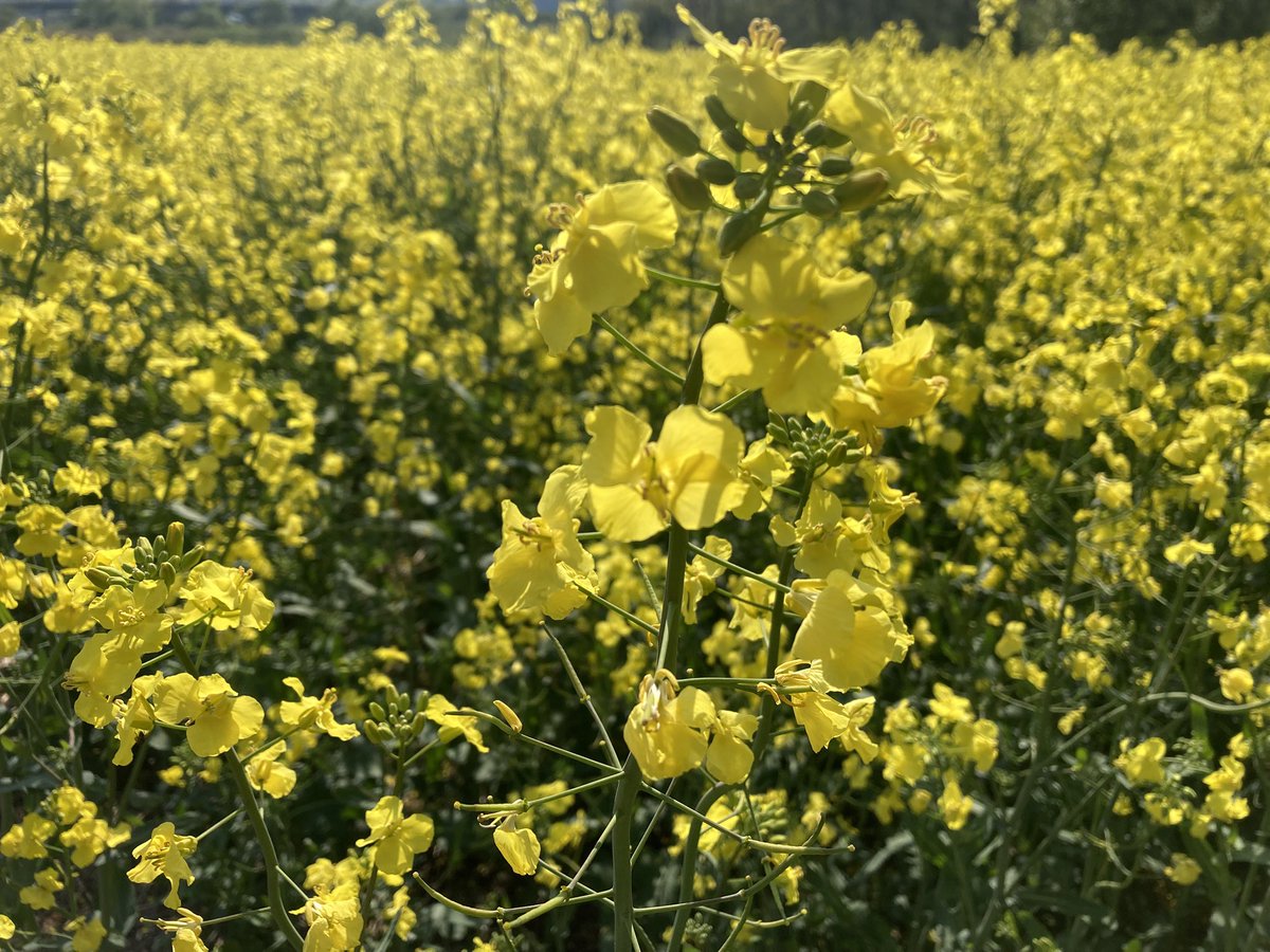 59999a's tweet photo. 菜の花見て部屋の模様替えした https://t.co/o7dv2Mwv4k
