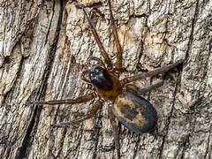 Heath & Hampstead (@handhsocheath) on Twitter photo Join our upcoming free walk on Sunday, 1 June, to get close and personal with Hampstead Heath spiders. Some 200 arachnid species are known to live on the Heath. The walk is led by spider expert and former BBC producer Edward Milner and starts at 2:30 pm at Burgh House. Join our upcoming free walk on Sunday, 1 June, to get close and personal with Hampstead Heath spiders. Some 200 arachnid species are known to live on the Heath. The walk is led by spider expert and former BBC producer Edward Milner and starts at 2:30 pm at Burgh House.